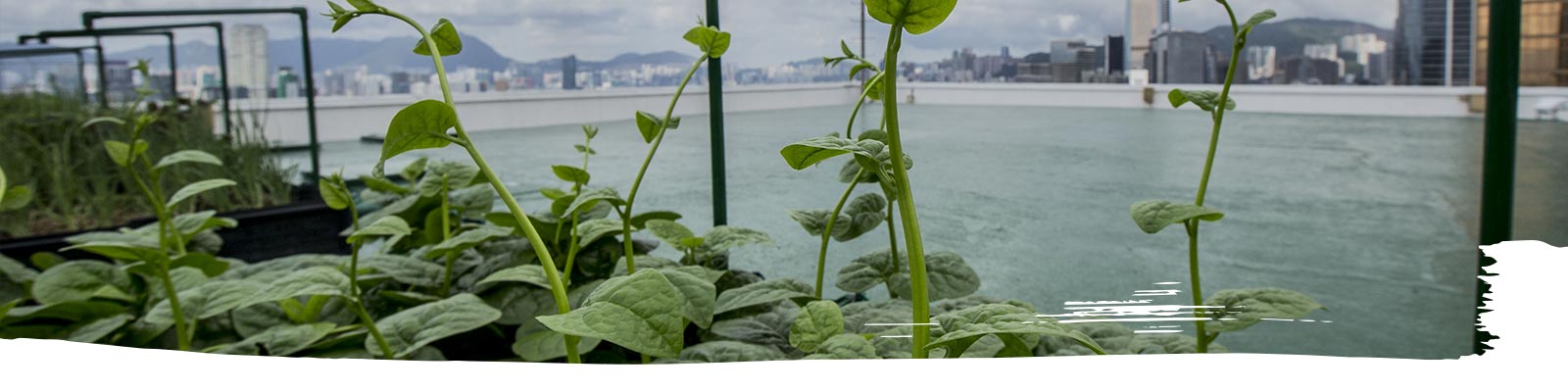 Making urban farming more sustainable in Hong Kong