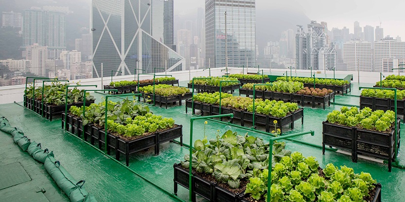 Rooftop farm at the Bank of America Tower, Central, Hong Kong