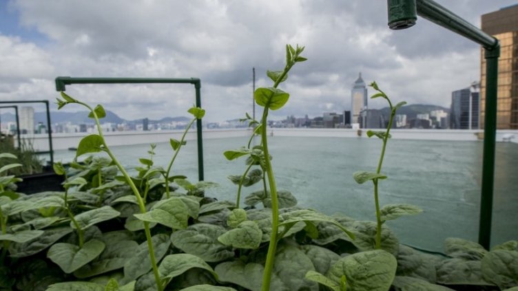 Making urban farming more sustainable in Hong Kong